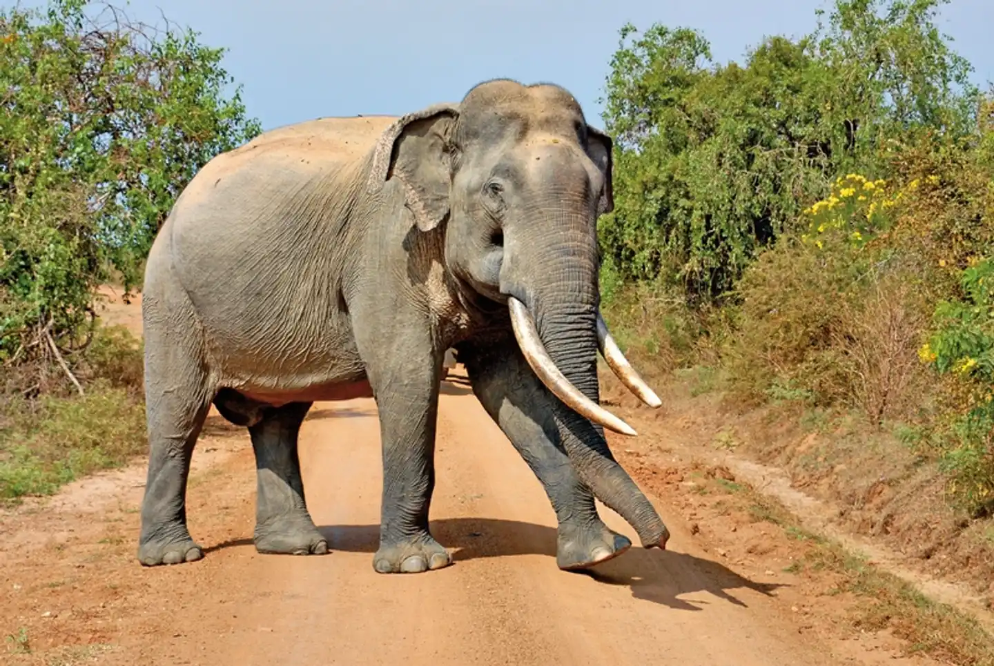 Sri Lanka Classic (Privatreise) Tiere