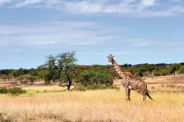 Masai Mara Fly-In Safari Superior ab/bis Nairobi Landschaft