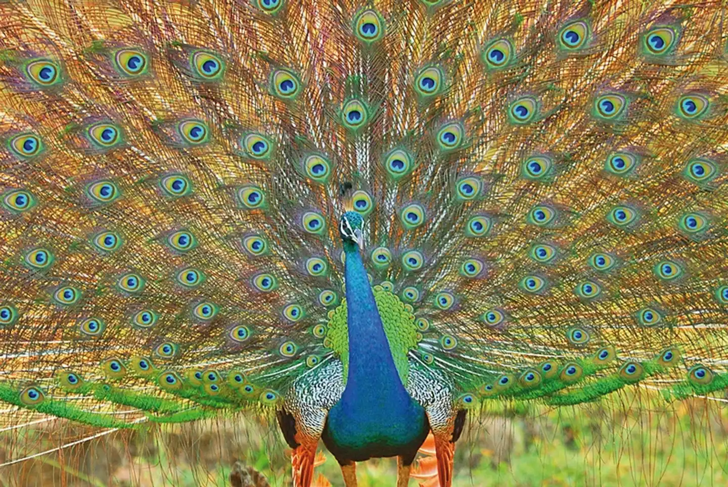 Wildlife Potpourri Tiere