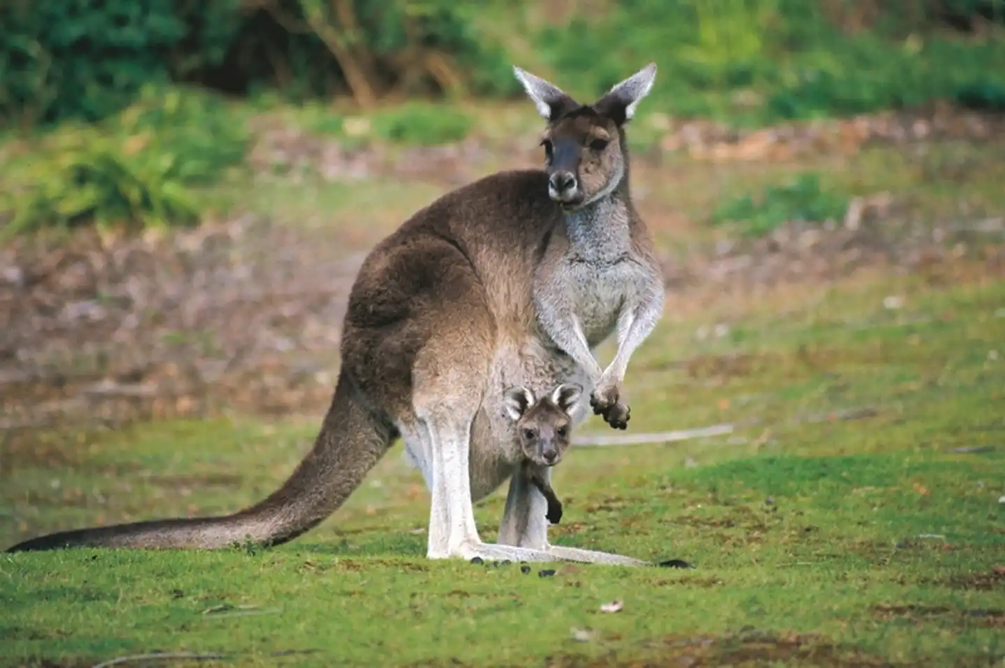 Australiens Glanzpunkte & Great Ocean Road Tiere