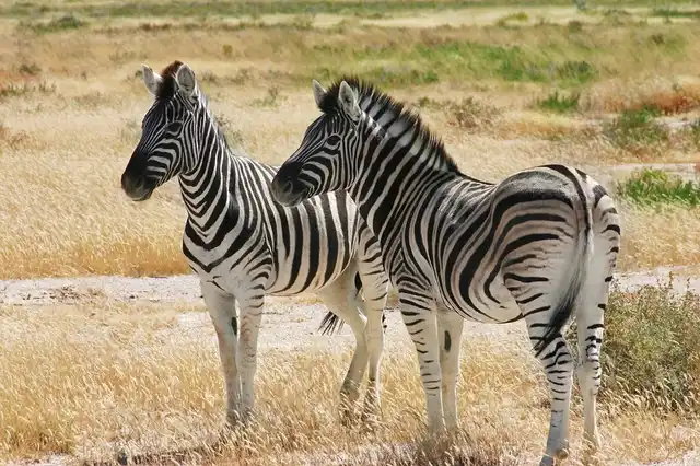 Namibia Kaleidoskop Standard Tiere