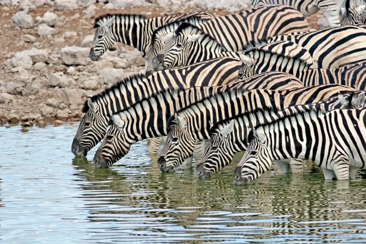 Namibia Flugsafari Tiere