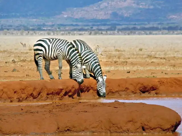 Abenteuer Busch Tiere