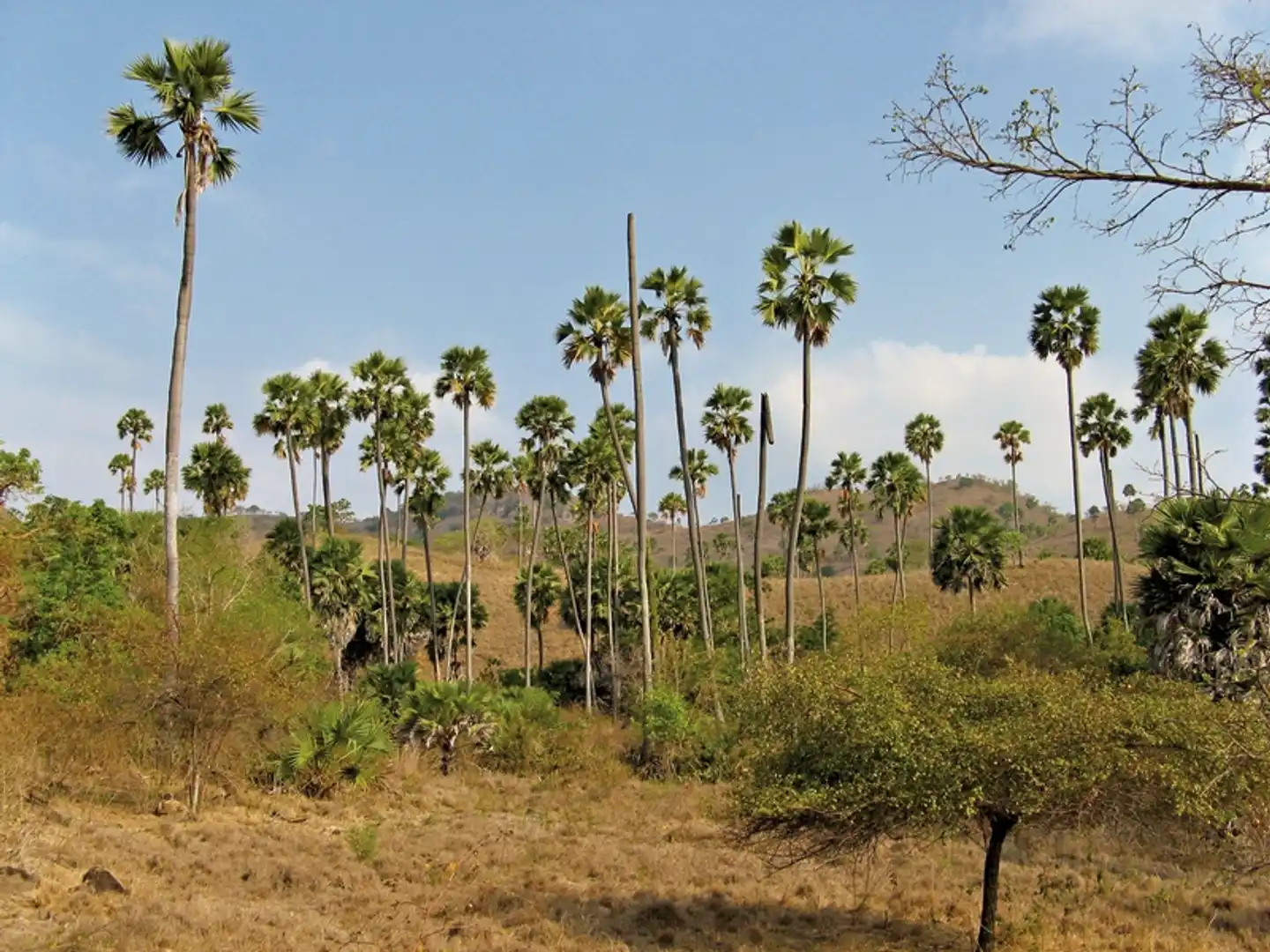 Komodo & Flores zum Kennenlernen (Privatreise) Landschaft