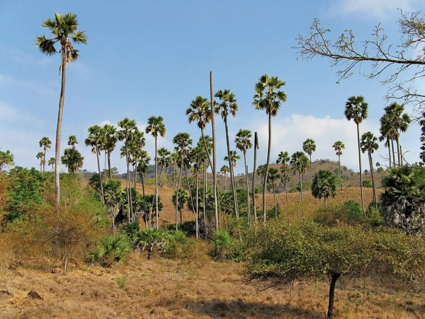 Komodo & Flores zum Kennenlernen (Privatreise) Landschaft
