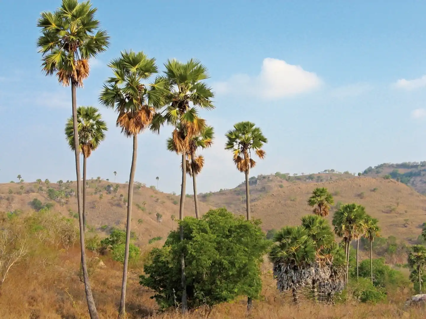 Komodo & Flores zum Kennenlernen (Gruppenreise) Landschaft