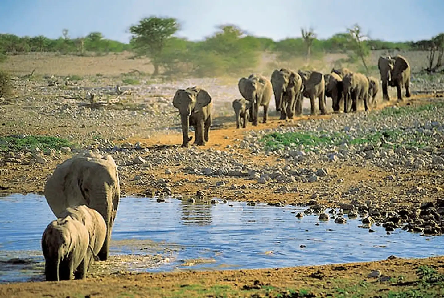 Traumreise Namibia Tiere
