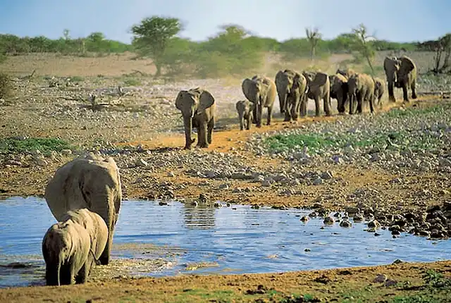 Traumreise Namibia Tiere