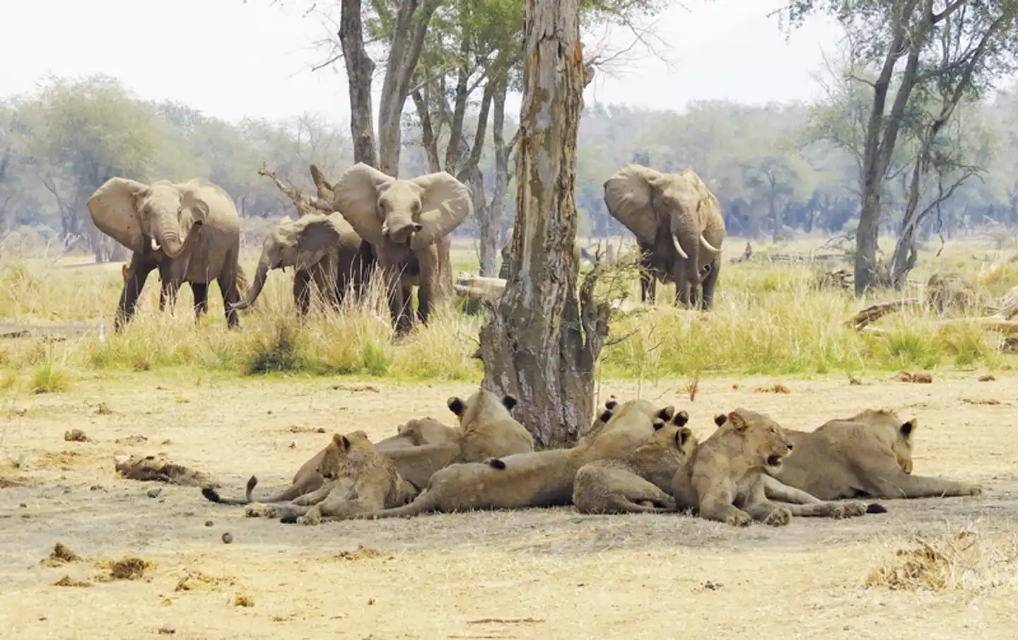 Tansania Pur Tiere
