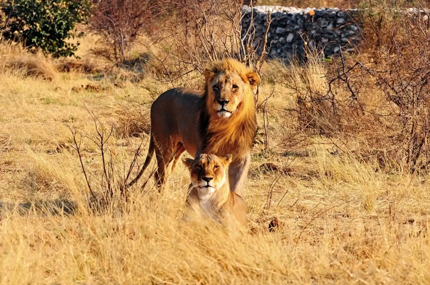 Namibia Kaleidoskop Standard Tiere