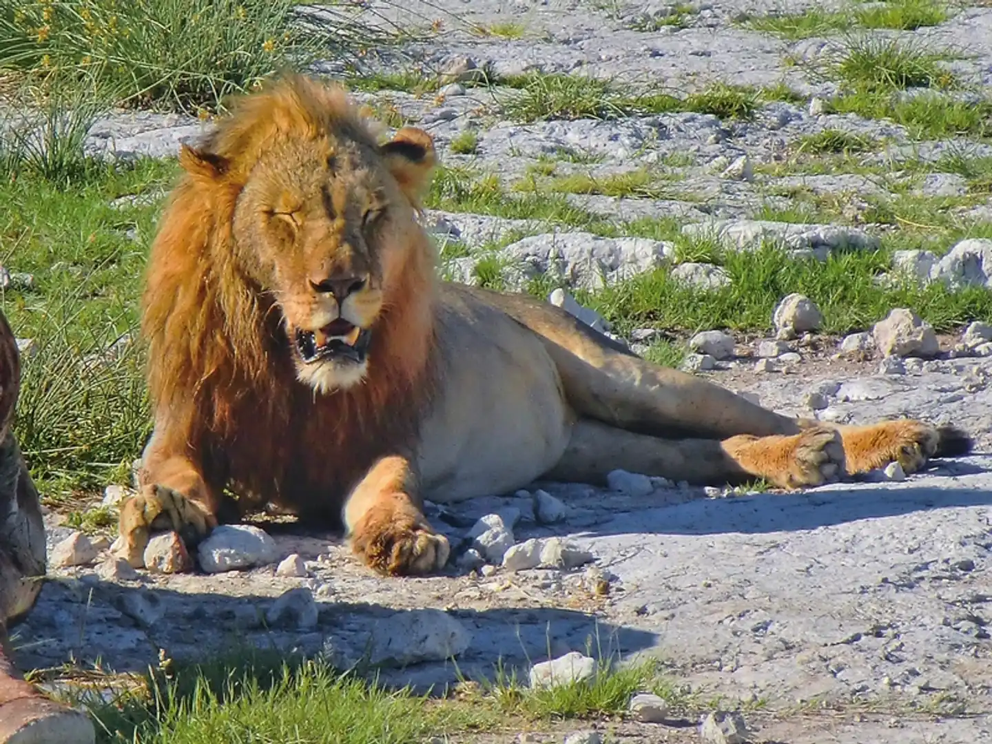 Traumreise Namibia Tiere
