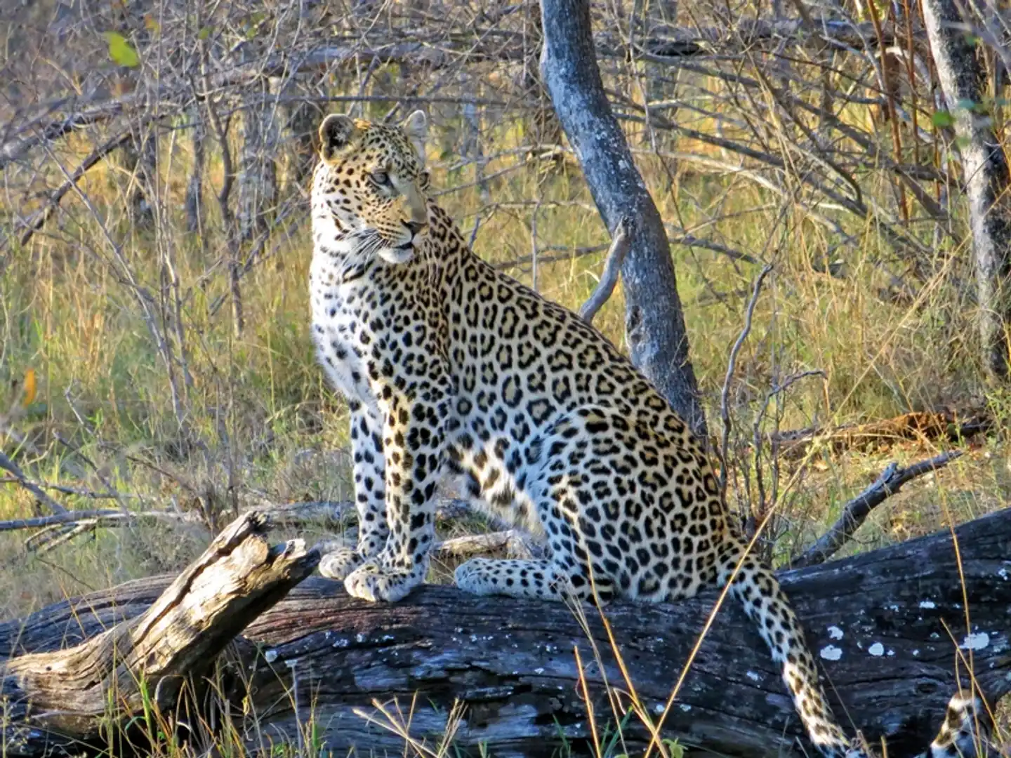 Südafrika à la carte Tiere