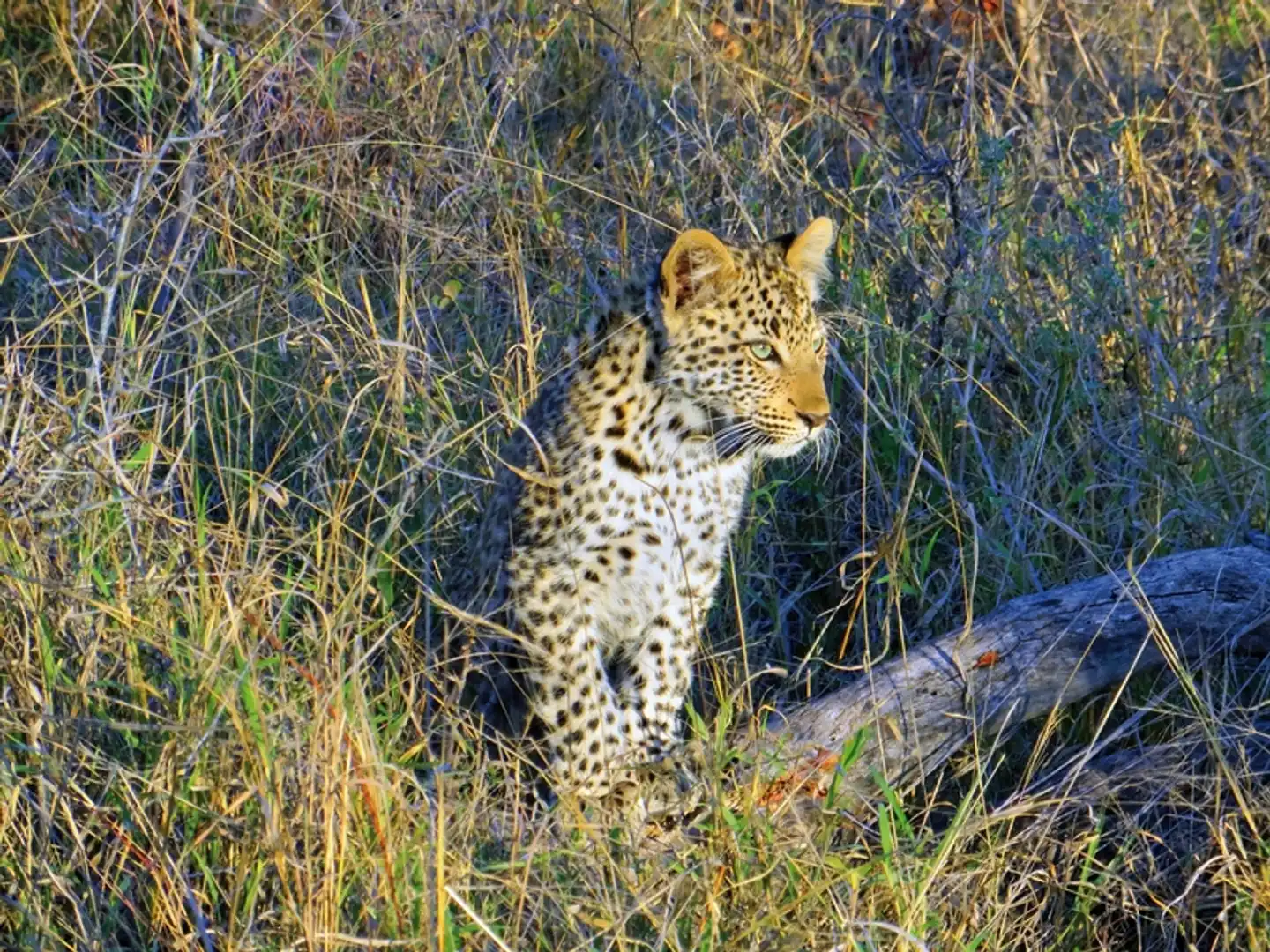 Höhepunkte Mpumalangas (Autoreise) Tiere