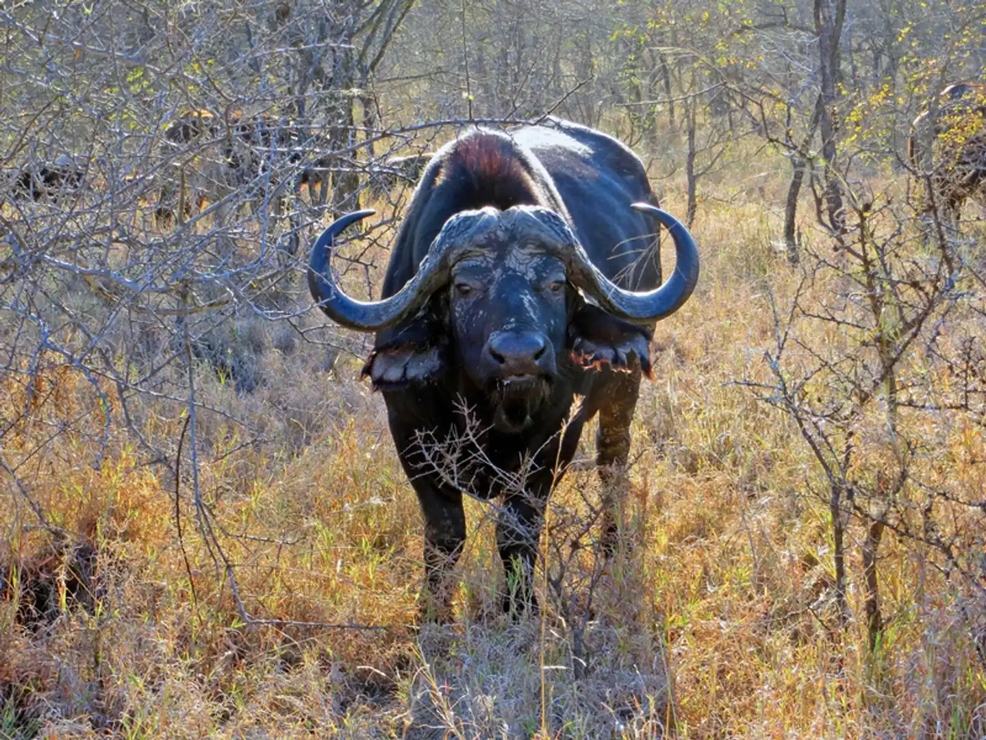 Höhepunkte Mpumalangas (Autoreise) Tiere