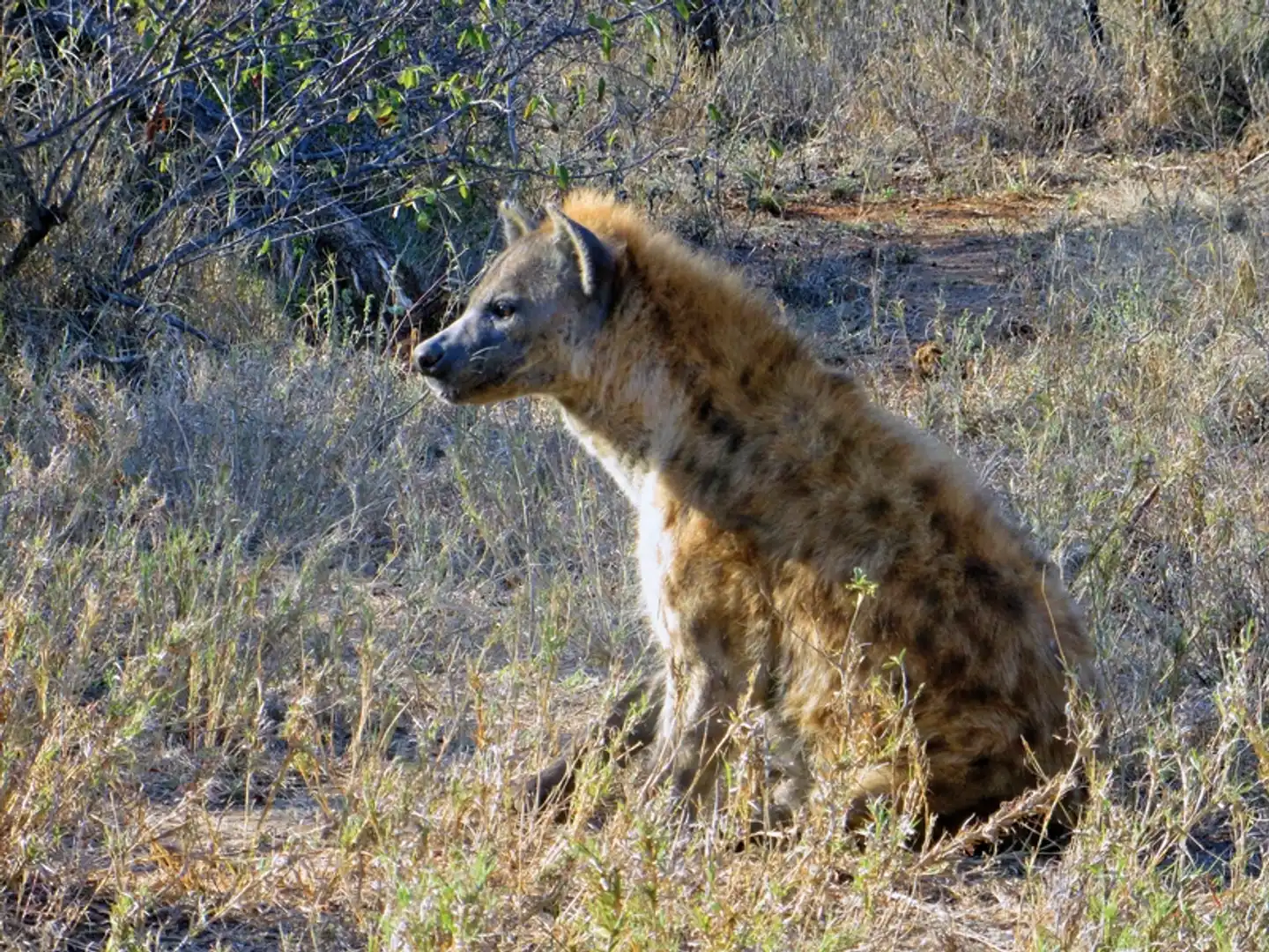 Höhepunkte Mpumalangas (Autoreise) Tiere