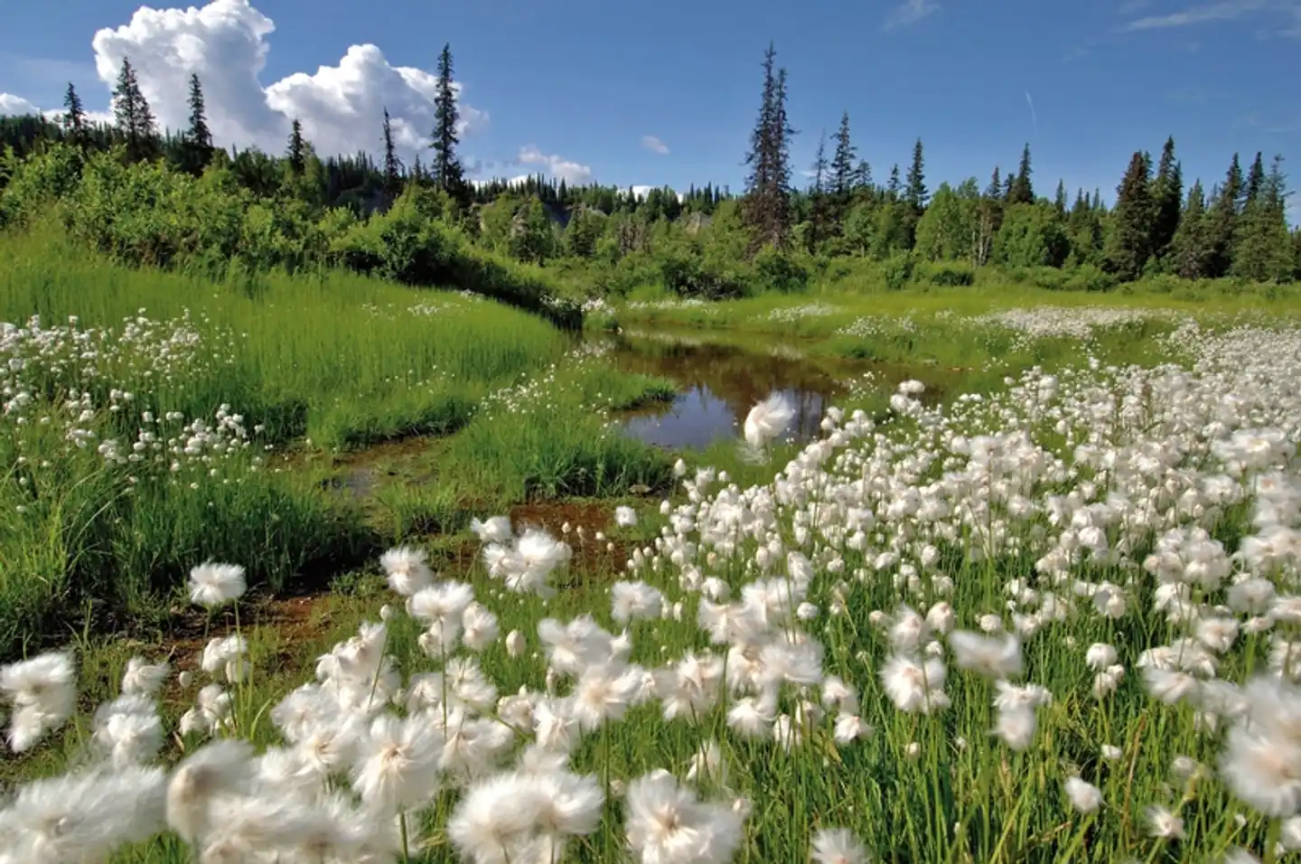 A Taste of Alaska Landschaft