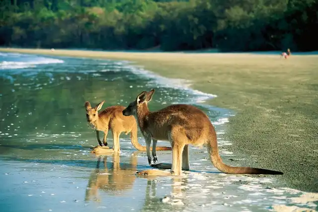 Ostküste auf eigene Faust (Brisbane - Cairns, 12 Nächte) Tiere