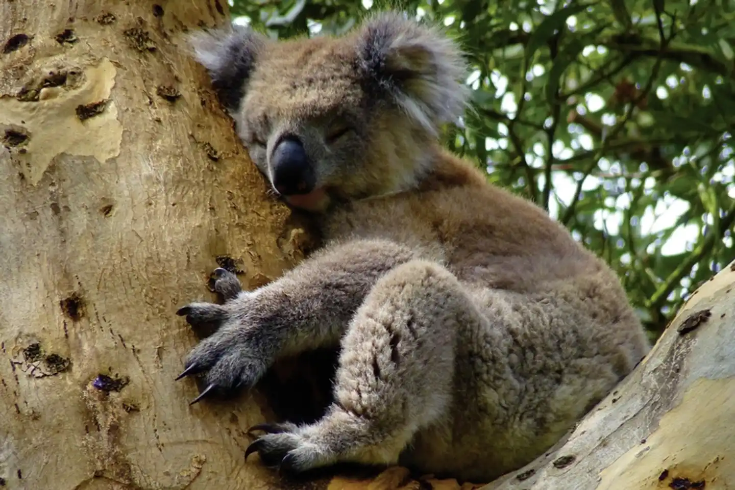 Great Ocean Road & Grampians Tiere