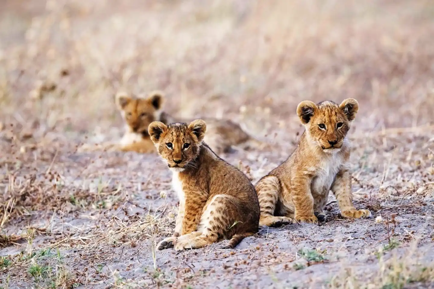Der Herzschlag Afrikas (6 Nächte ab Maun) Tiere