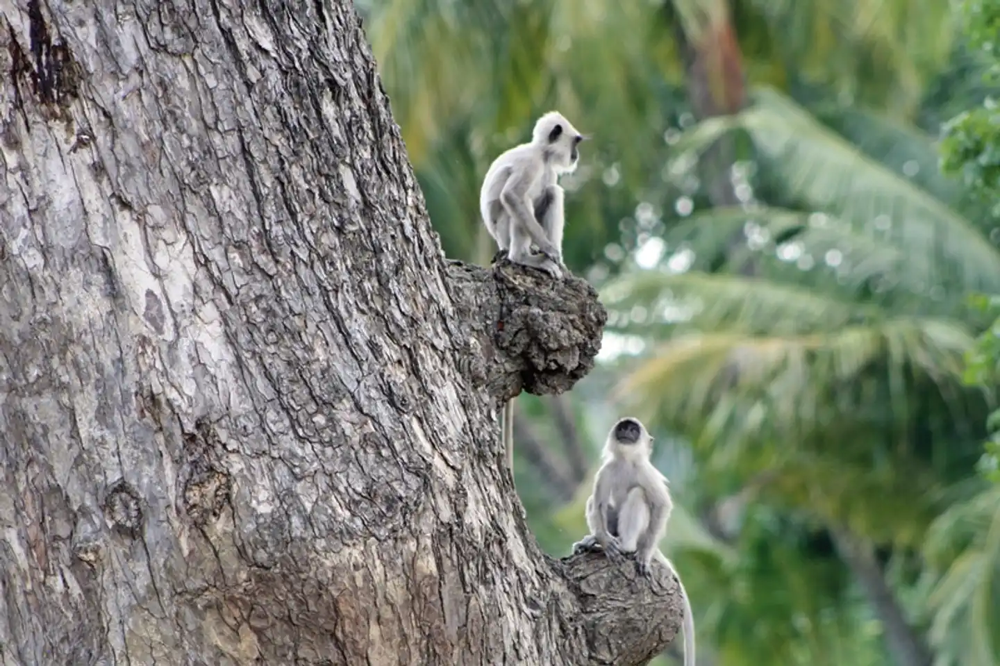 Sri Lankas kulturelle Höhepunkte und das Hochland (Privatreise) Tiere