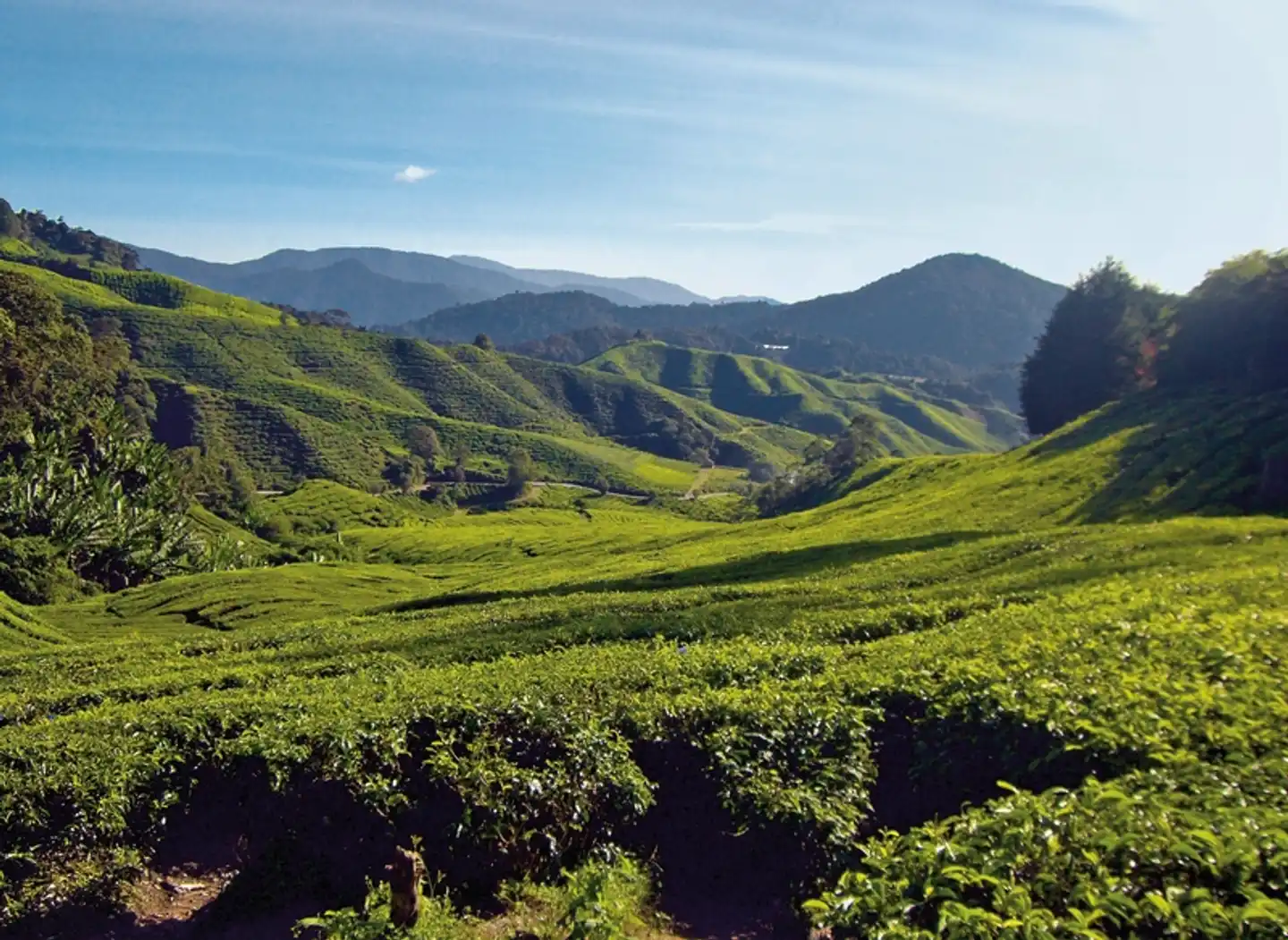 Naturerlebnis Cameron Highlands (Deluxe-Variante, ab Kuala Lumpur/bis Penang) Landschaft