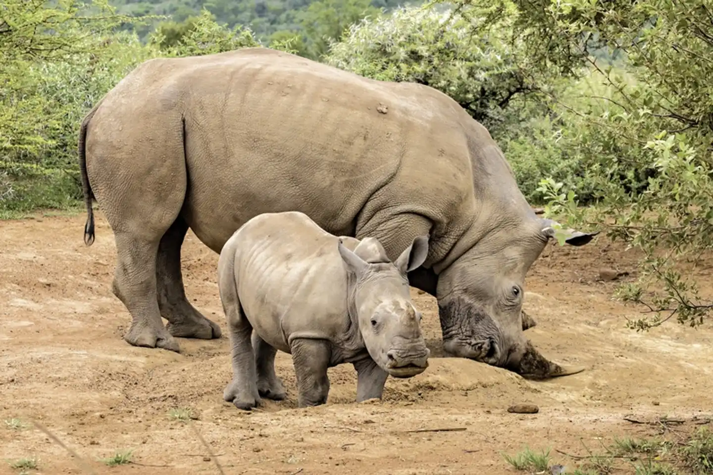 Stippvisite Südafrika - Privatreise Tiere