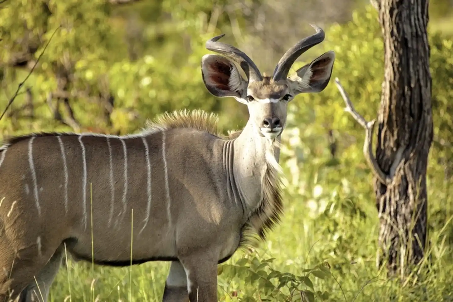 Best of South Africa Durban-Kapstadt Tiere