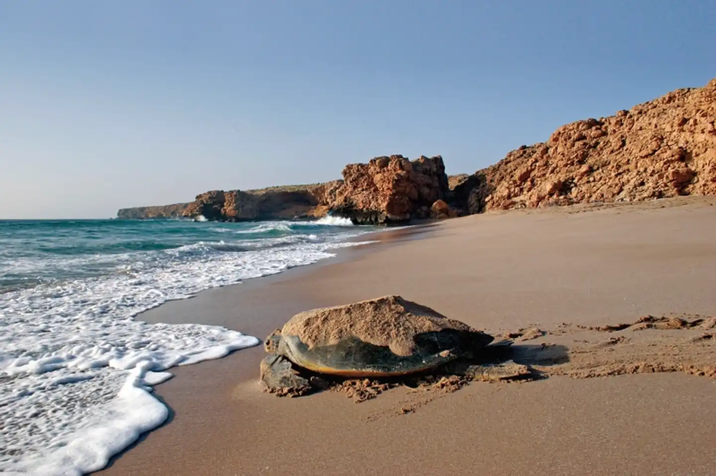 Oman erfahren - Mit dem Allrad durch grandiose Landschaften Tiere
