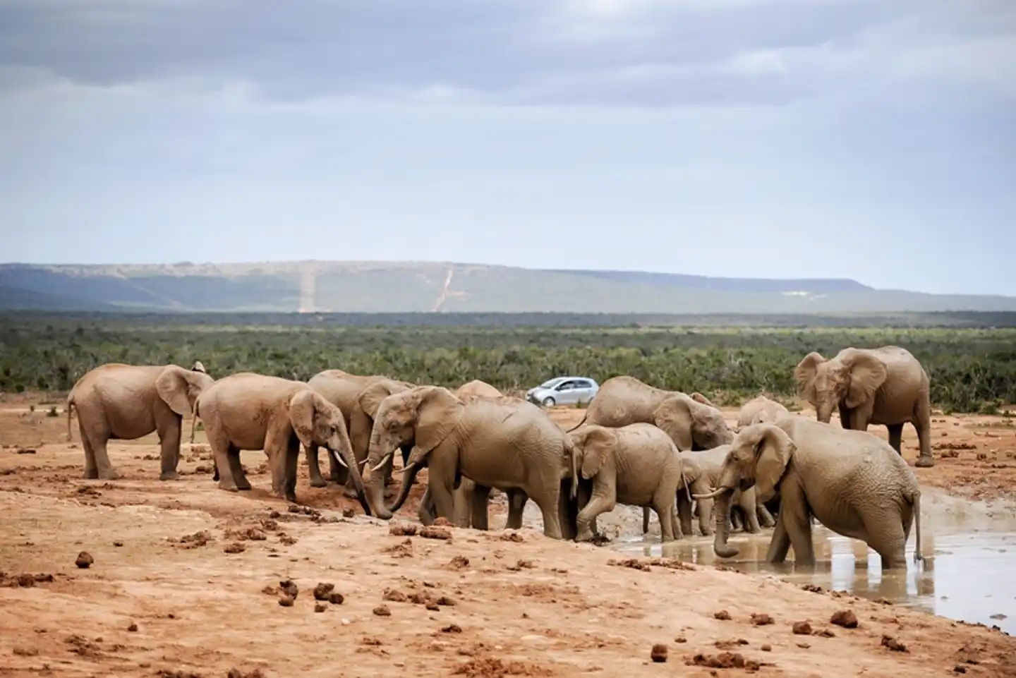 Erlebnis Gartenroute, Karoo & Addo Tiere