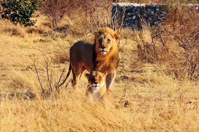 Best of Namibia Standard Tiere