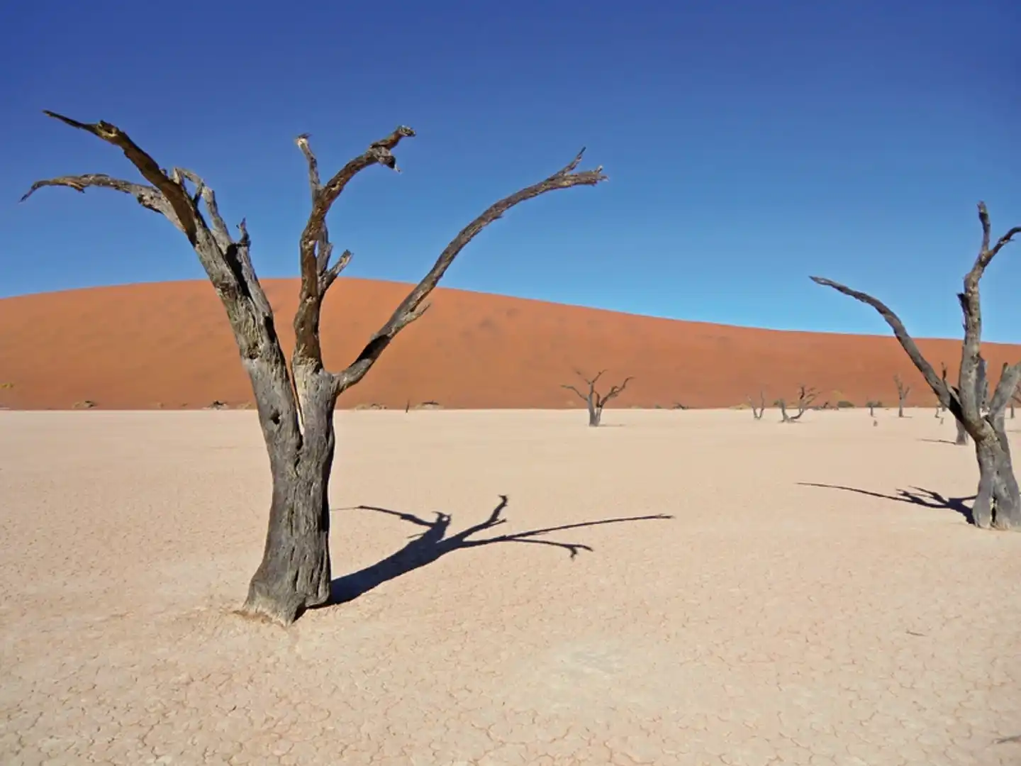 Best of Namibia (Autoreise) Tiere
