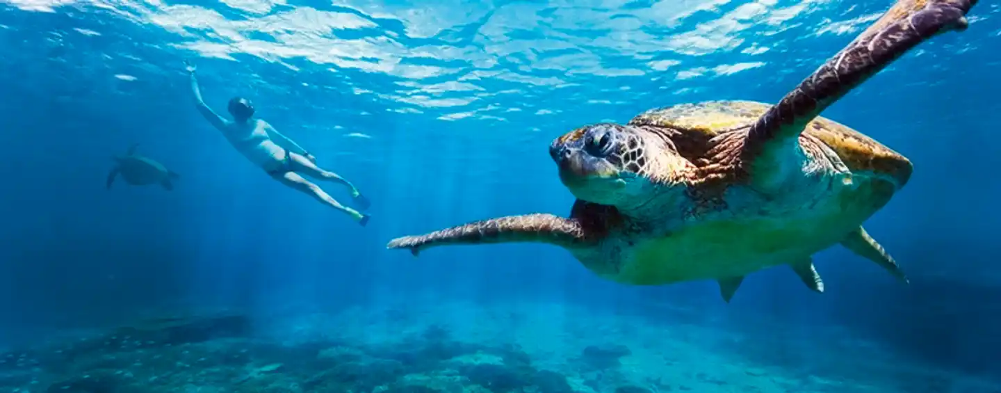 Best of Australia Tiere