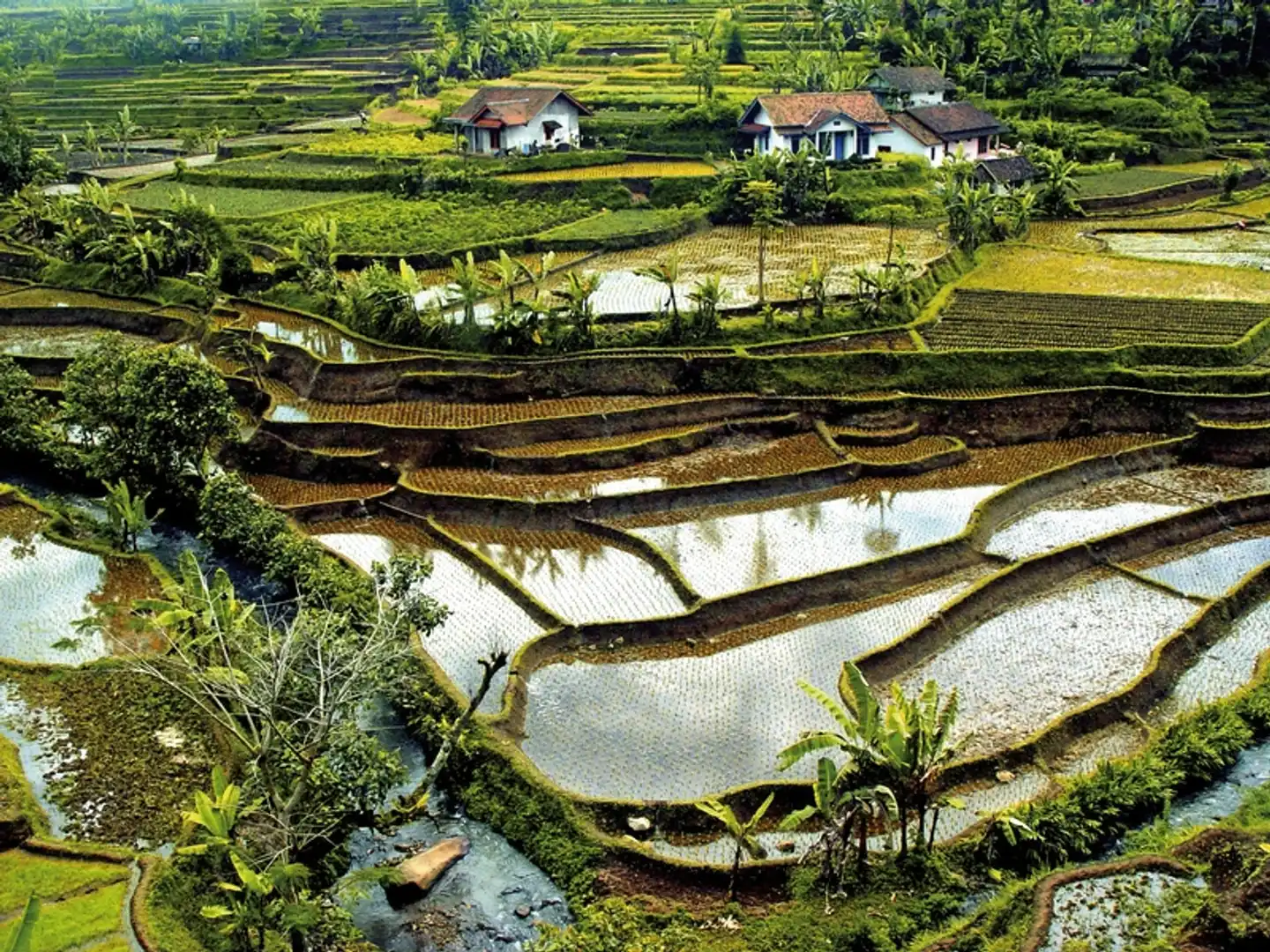 Schätze Indonesiens (Privatreise) Tiere