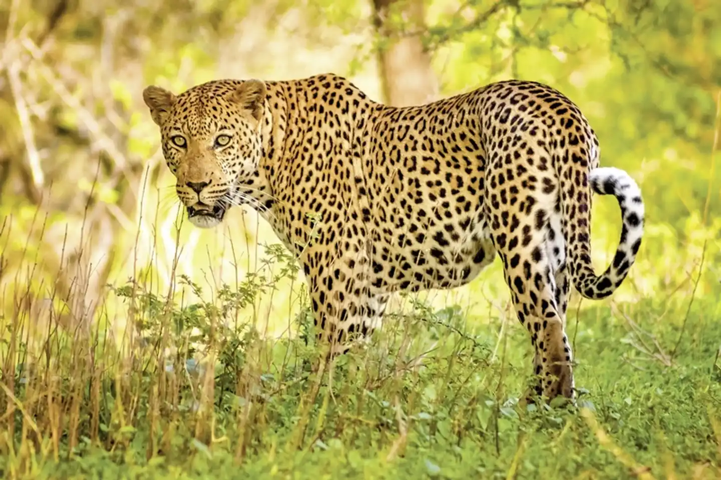 Mpumalanga - Im Reich der wilden Tiere Tiere
