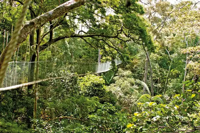Taman Negara (2 Nächte) Landschaft