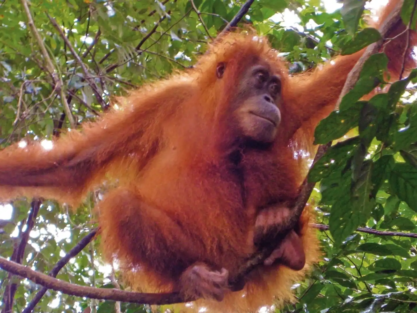 Schätze Indonesiens (Privatreise) Tiere