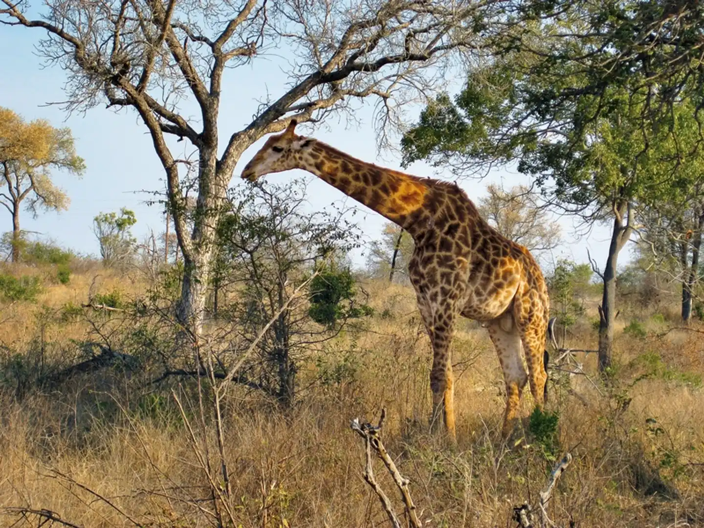 Mpumalanga - Im Reich der wilden Tiere Tiere