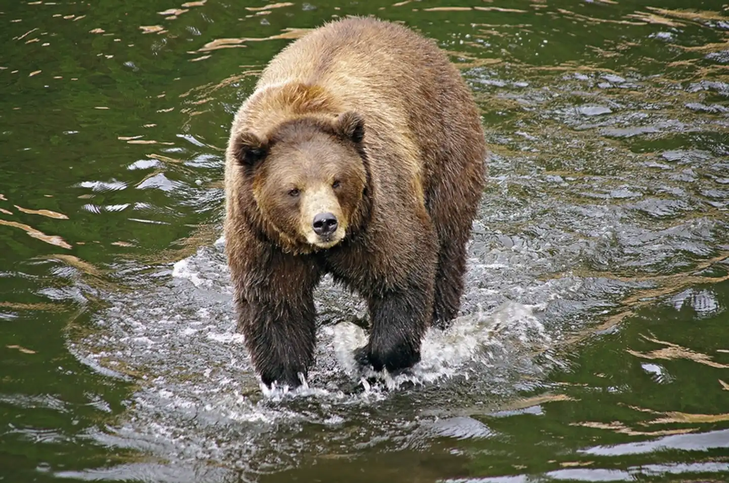 Sur les traces des ours sur l’île de Kodiak Tiere