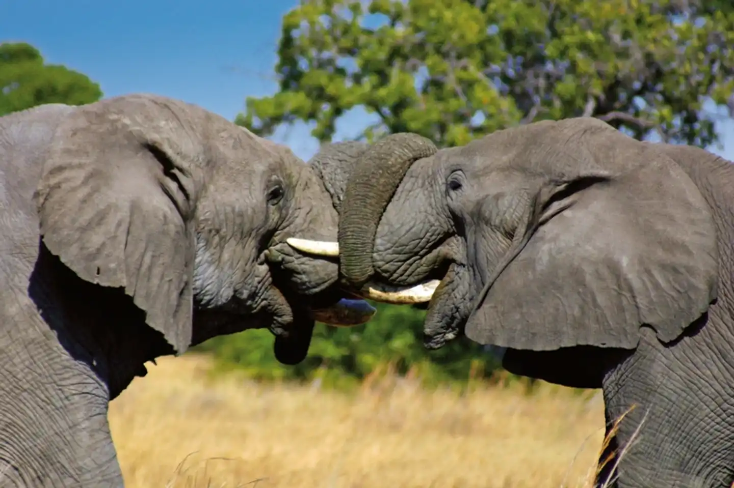 Botswana - im Herzen Afrikas ab Zambia Tiere
